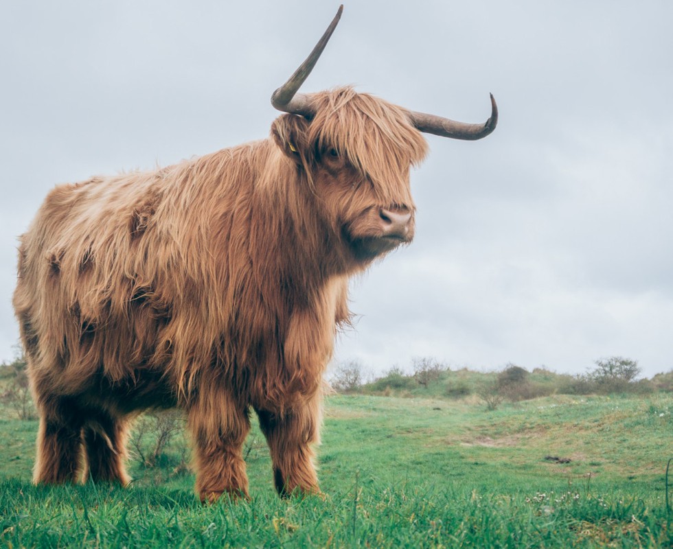 Schotse Hooglander - Unsplash(2).jpg